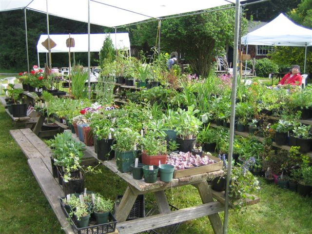 Annual Plant Sale and Berry Tea